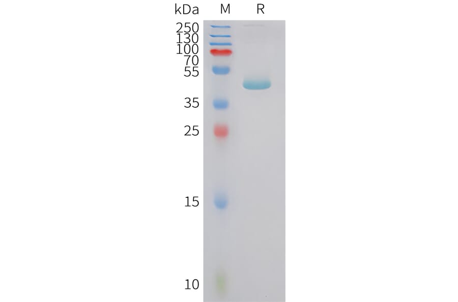 SDS-PAGE - Recombinant Human Prealbumin Protein (Fc Tag) (A325050) - Antibodies.com