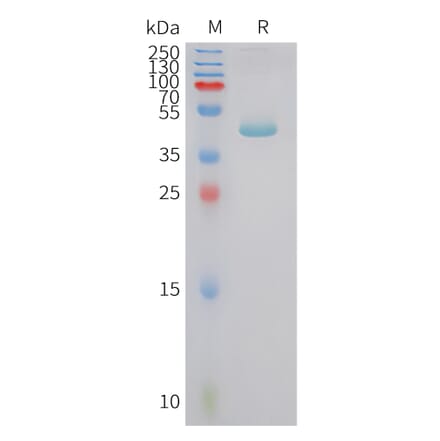 SDS-PAGE - Recombinant Human Prealbumin Protein (Fc Tag) (A325050) - Antibodies.com