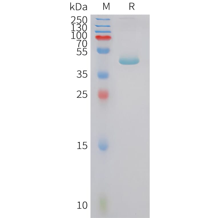 SDS-PAGE - Recombinant Human Prealbumin Protein (Fc Tag) (A325050) - Antibodies.com