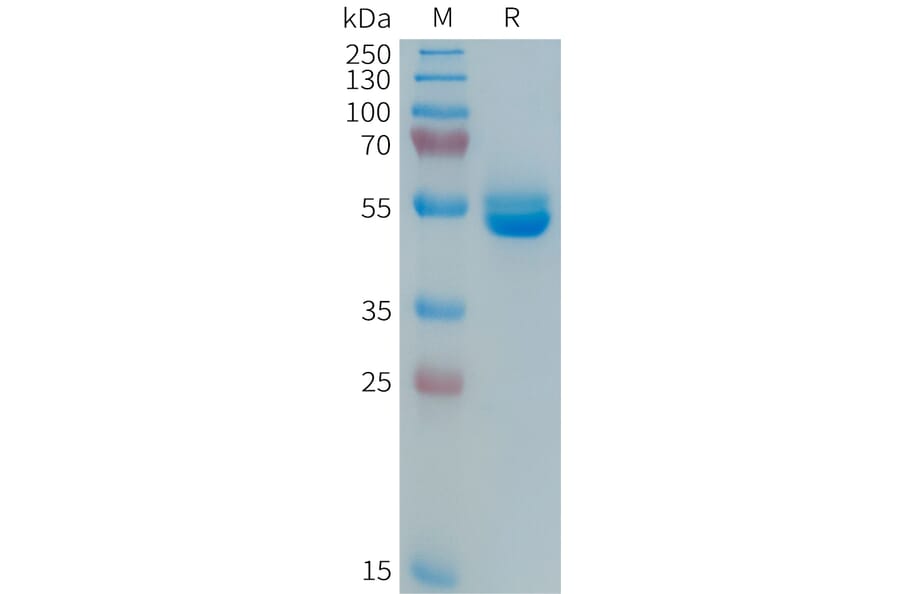 SDS-PAGE - Recombinant Human Prolactin/PRL Protein (Fc Tag) (A325052) - Antibodies.com
