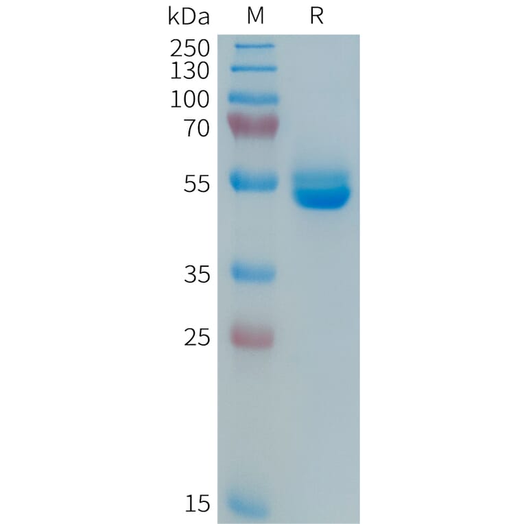SDS-PAGE - Recombinant Human Prolactin/PRL Protein (Fc Tag) (A325052) - Antibodies.com