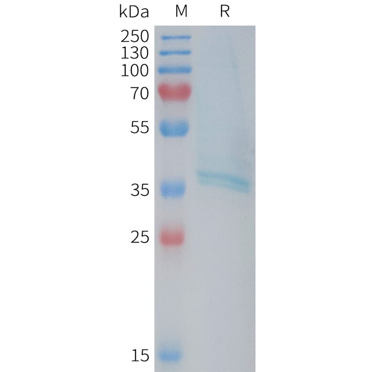 SDS-PAGE - Recombinant Human RAMP1 Protein (Fc Tag) (A325054) - Antibodies.com