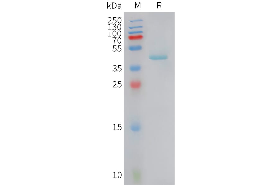 SDS-PAGE - Recombinant Human RANTES Protein (Fc Tag) (A325055) - Antibodies.com