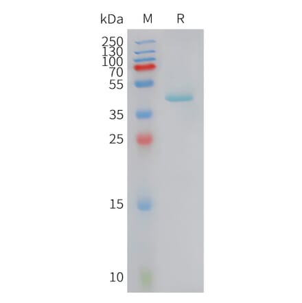 SDS-PAGE - Recombinant Human RANTES Protein (Fc Tag) (A325055) - Antibodies.com