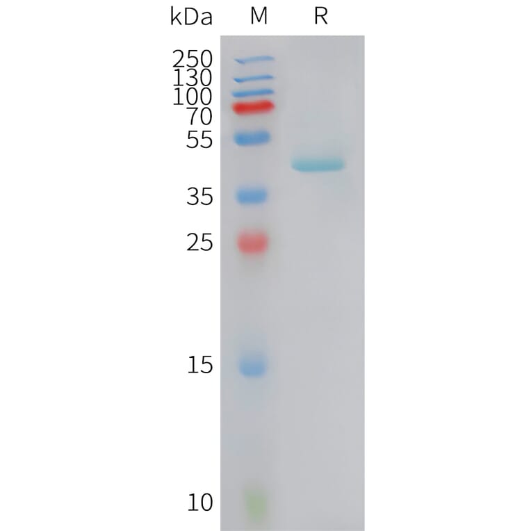 SDS-PAGE - Recombinant Human RANTES Protein (Fc Tag) (A325055) - Antibodies.com