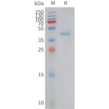 SDS-PAGE - Recombinant Human RANTES Protein (Fc Tag) (A325055) - Antibodies.com