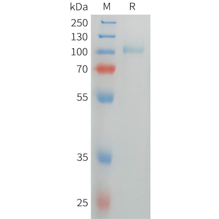 SDS-PAGE - Recombinant Human Thyroid Peroxidase/TPO Protein (6xHis Tag) (A325060) - Antibodies.com
