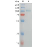 SDS-PAGE - Recombinant Human Thyroid Peroxidase/TPO Protein (6xHis Tag) (A325060) - Antibodies.com