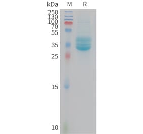 SDS-PAGE - Recombinant Mouse CD133 Protein (Fc Tag) (A325067) - Antibodies.com