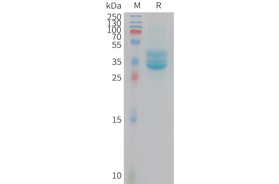SDS-PAGE - Recombinant Mouse CD133 Protein (Fc Tag) (A325067) - Antibodies.com