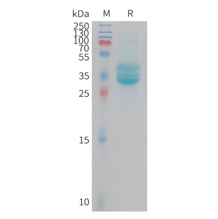 SDS-PAGE - Recombinant Mouse CD133 Protein (Fc Tag) (A325067) - Antibodies.com