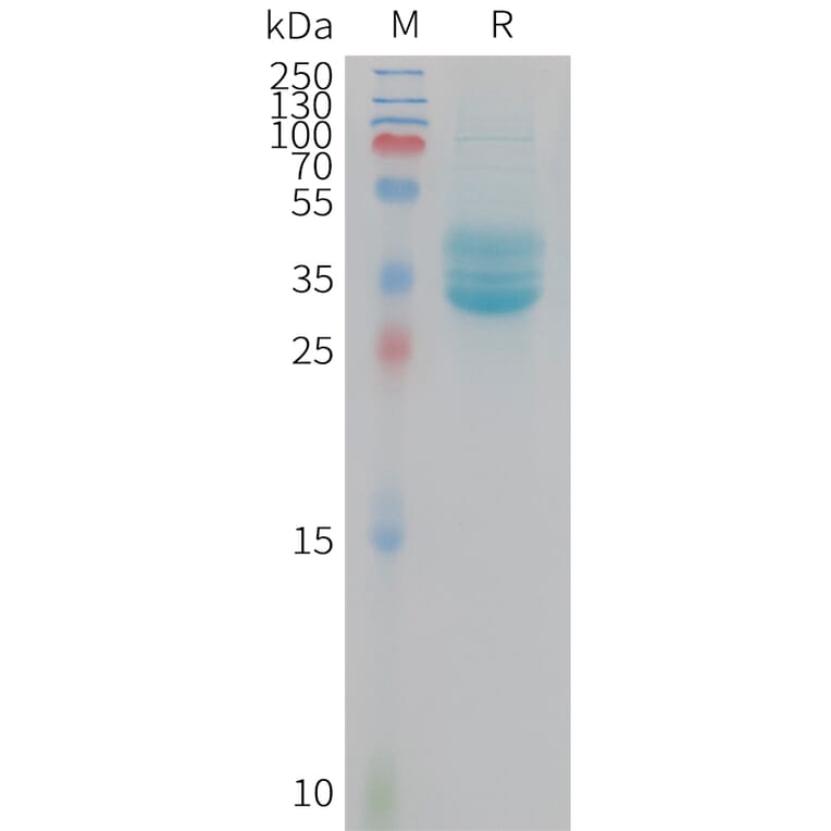 SDS-PAGE - Recombinant Mouse CD133 Protein (Fc Tag) (A325067) - Antibodies.com