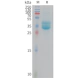 SDS-PAGE - Recombinant Mouse CD133 Protein (Fc Tag) (A325067) - Antibodies.com