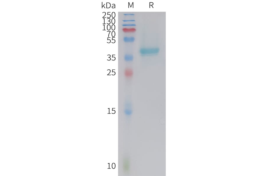 SDS-PAGE - Recombinant Mouse Nectin-4 Protein (10xHis Tag) (A325070) - Antibodies.com