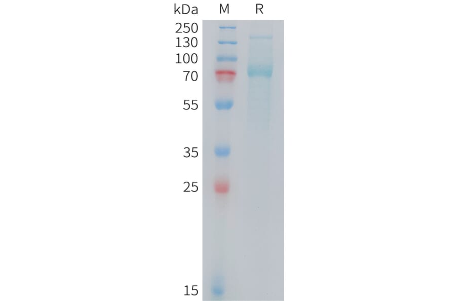 SDS-PAGE - Recombinant Mouse Transferrin Receptor Protein (10xHis Tag) (A325071) - Antibodies.com