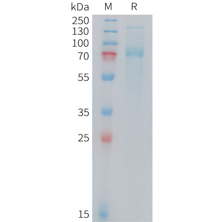 SDS-PAGE - Recombinant Mouse Transferrin Receptor Protein (10xHis Tag) (A325071) - Antibodies.com