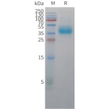 SDS-PAGE - Recombinant Rhesus macaque TROP2 Protein (10xHis Tag) (A325072) - Antibodies.com