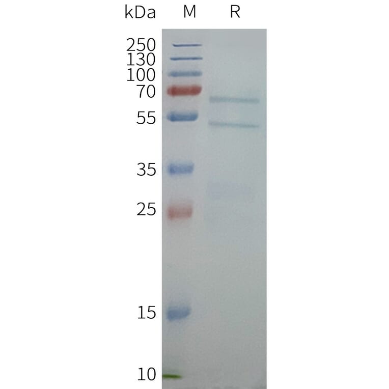SDS-PAGE - Synthetic Nanodisc Human ABCG1 Protein (A325084) - Antibodies.com