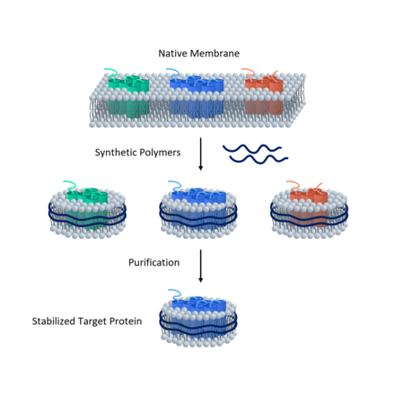 Synthetic Nanodisc Human Angiotensin II Type 2 Receptor Protein (A325092) - Antibodies.com