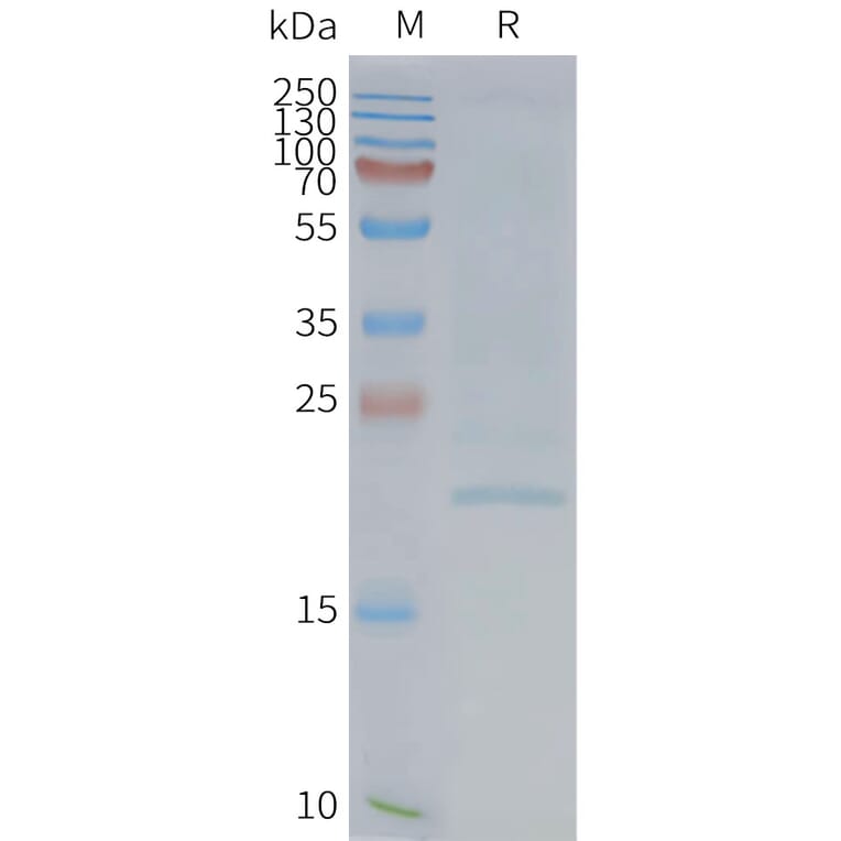 SDS-PAGE - Synthetic Nanodisc Human EMP2 Protein (A325127) - Antibodies.com