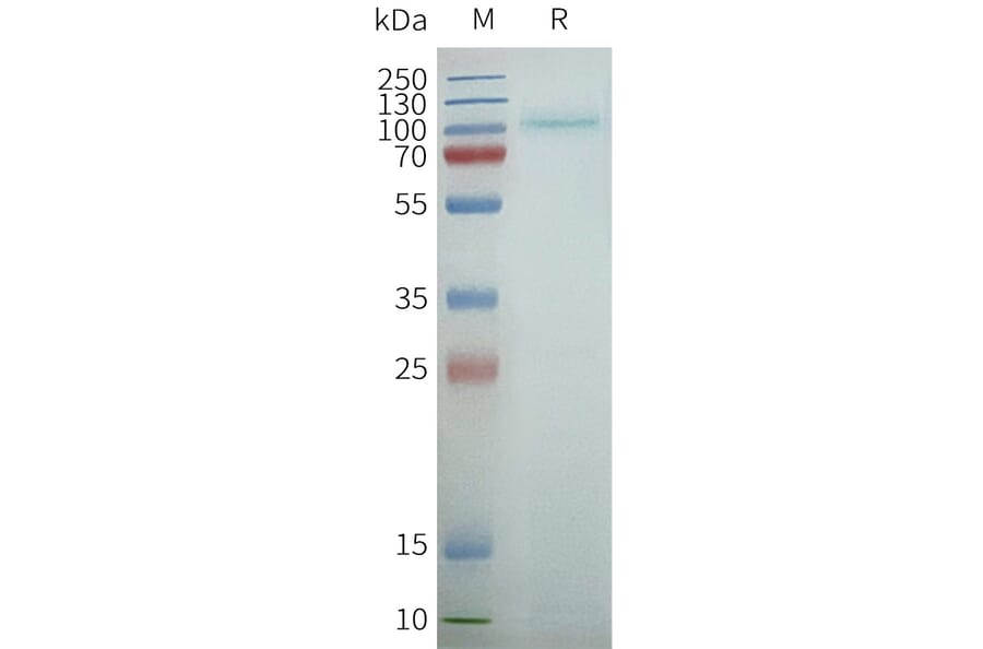 SDS-PAGE - Synthetic Nanodisc Human GPCR TAS1R2 Protein (A325182) - Antibodies.com
