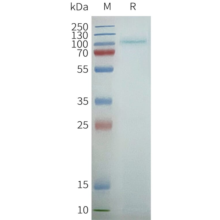 SDS-PAGE - Synthetic Nanodisc Human GPCR TAS1R2 Protein (A325182) - Antibodies.com