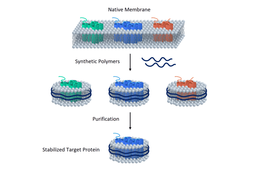 Synthetic Nanodisc Human Puma gamma/GPR109A Protein (A325288) - Antibodies.com