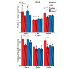 Confirmation of protein degradation - Recombinant Human MMP14 Protein - Antibodies.com