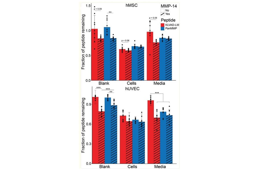 Confirmation of protein degradation - Recombinant Human MMP14 Protein - Antibodies.com