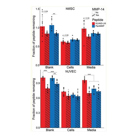 Confirmation of protein degradation - Recombinant Human MMP14 Protein - Antibodies.com