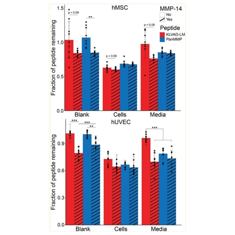 Confirmation of protein degradation - Recombinant Human MMP14 Protein - Antibodies.com