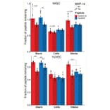Confirmation of protein degradation - Recombinant Human MMP14 Protein - Antibodies.com