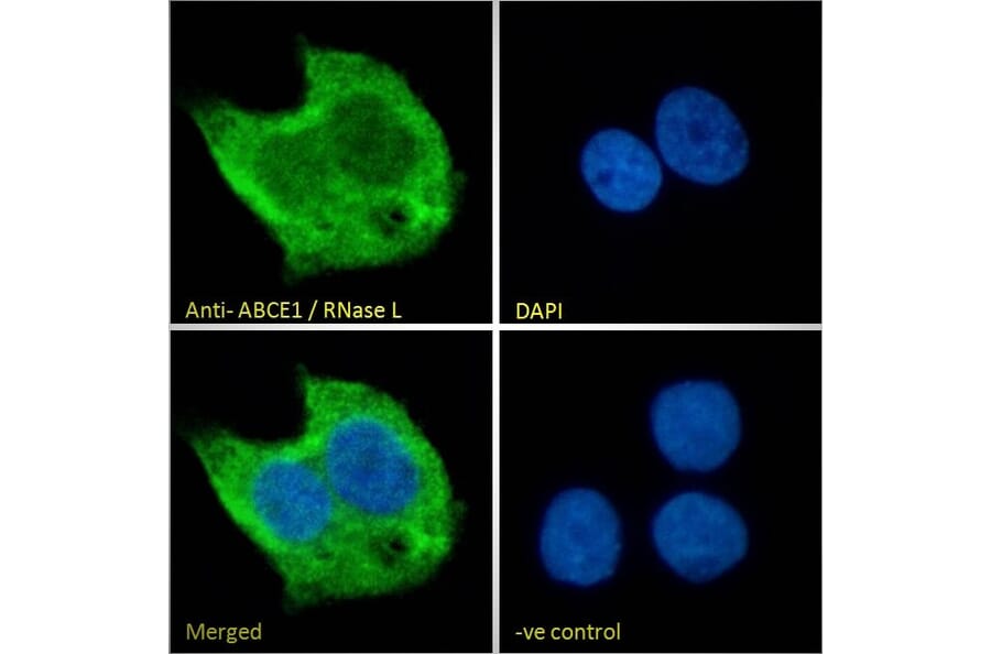Immunofluorescence - Anti-ABCE1 Antibody (A326209) - Antibodies.com