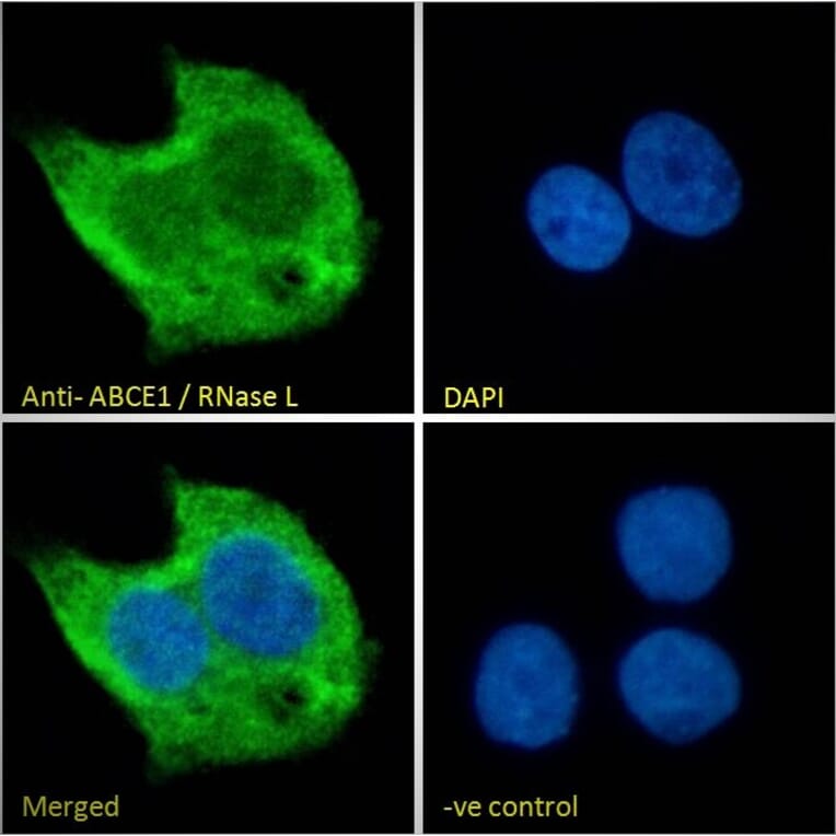 Immunofluorescence - Anti-ABCE1 Antibody (A326209) - Antibodies.com