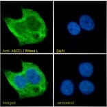 Immunofluorescence - Anti-ABCE1 Antibody (A326209) - Antibodies.com