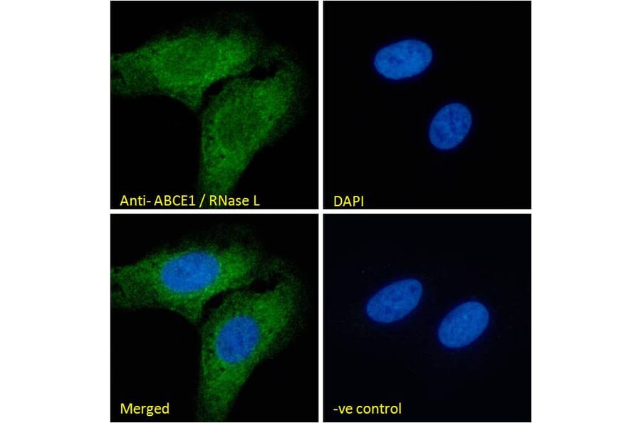 Immunofluorescence - Anti-ABCE1 Antibody (A326209) - Antibodies.com