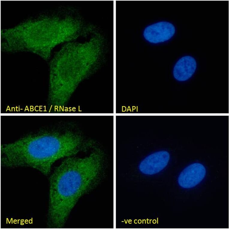 Immunofluorescence - Anti-ABCE1 Antibody (A326209) - Antibodies.com