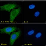 Immunofluorescence - Anti-ABCE1 Antibody (A326209) - Antibodies.com