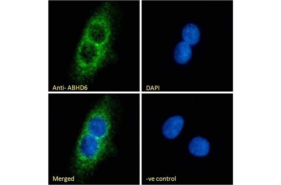 Immunofluorescence - Anti-ABHD6 Antibody (A326210) - Antibodies.com