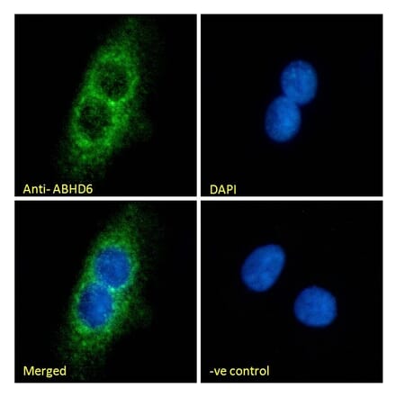 Immunofluorescence - Anti-ABHD6 Antibody (A326210) - Antibodies.com