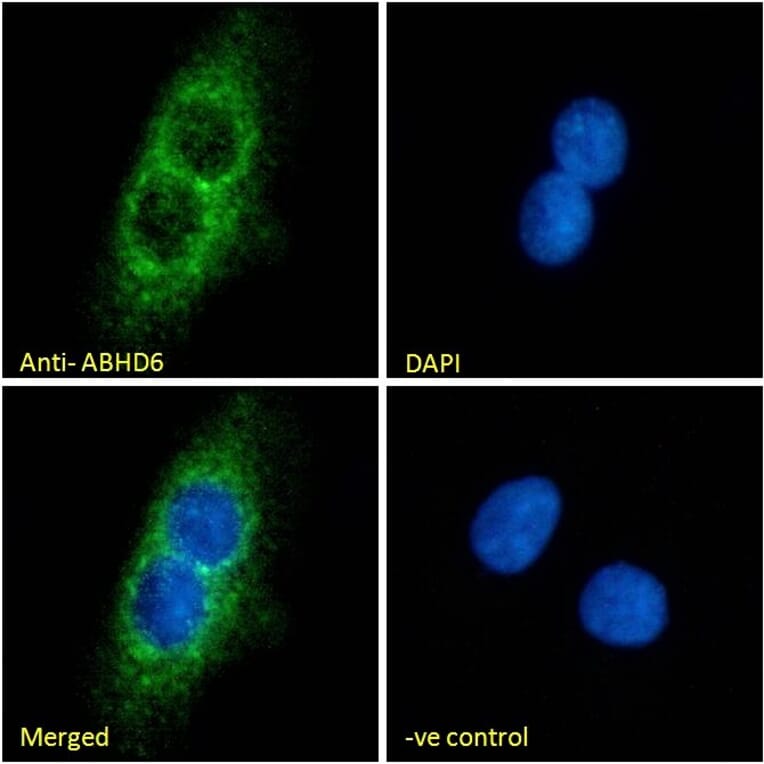 Immunofluorescence - Anti-ABHD6 Antibody (A326210) - Antibodies.com