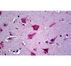 Immunohistochemistry - Anti-AL-1 Antibody (A326212) - Antibodies.com