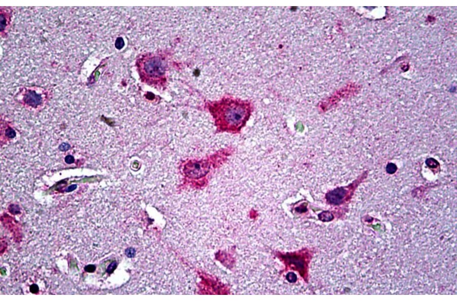 Immunohistochemistry - Anti-AL-1 Antibody (A326212) - Antibodies.com