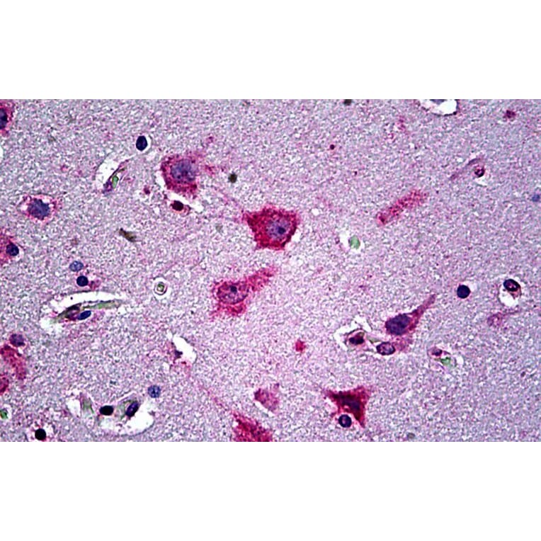 Immunohistochemistry - Anti-AL-1 Antibody (A326212) - Antibodies.com