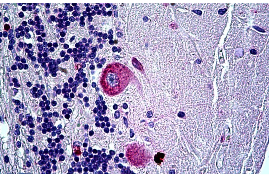 Immunohistochemistry - Anti-AL-1 Antibody (A326212) - Antibodies.com