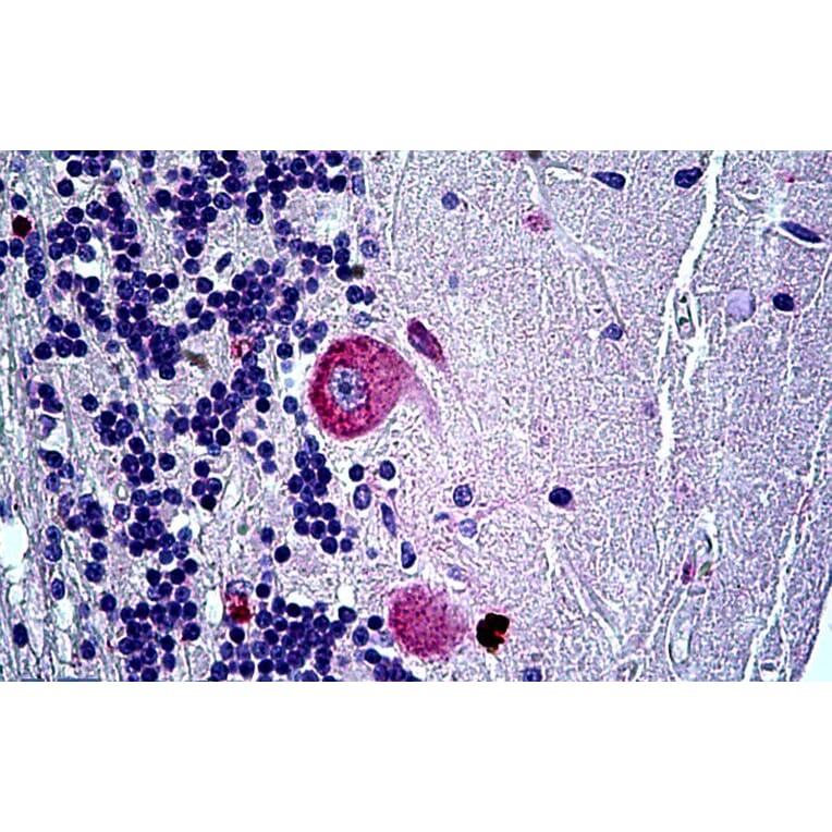 Immunohistochemistry - Anti-AL-1 Antibody (A326212) - Antibodies.com
