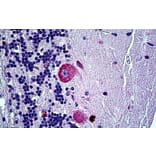 Immunohistochemistry - Anti-AL-1 Antibody (A326212) - Antibodies.com