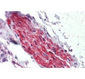 Immunohistochemistry - Anti-ANK-3 Antibody (A326215) - Antibodies.com
