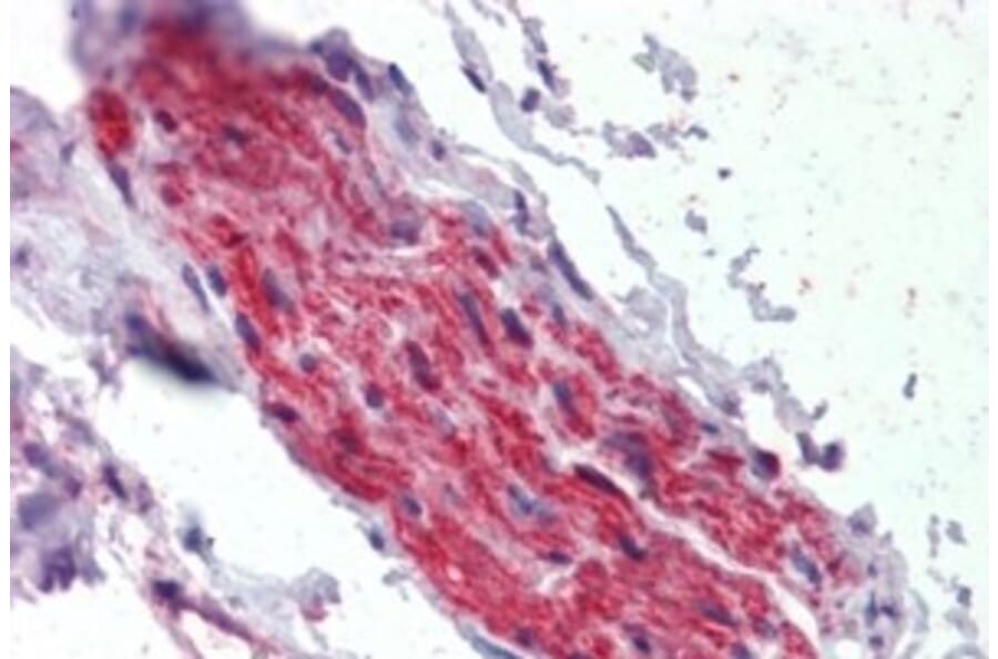 Immunohistochemistry - Anti-ANK-3 Antibody (A326215) - Antibodies.com