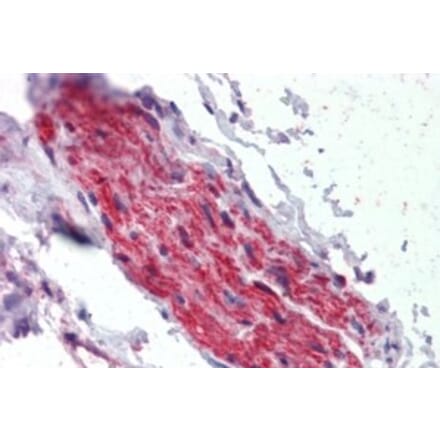 Immunohistochemistry - Anti-ANK-3 Antibody (A326215) - Antibodies.com